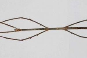 Top 10 ciekawe i niesamowite fakty dotyczące choppers